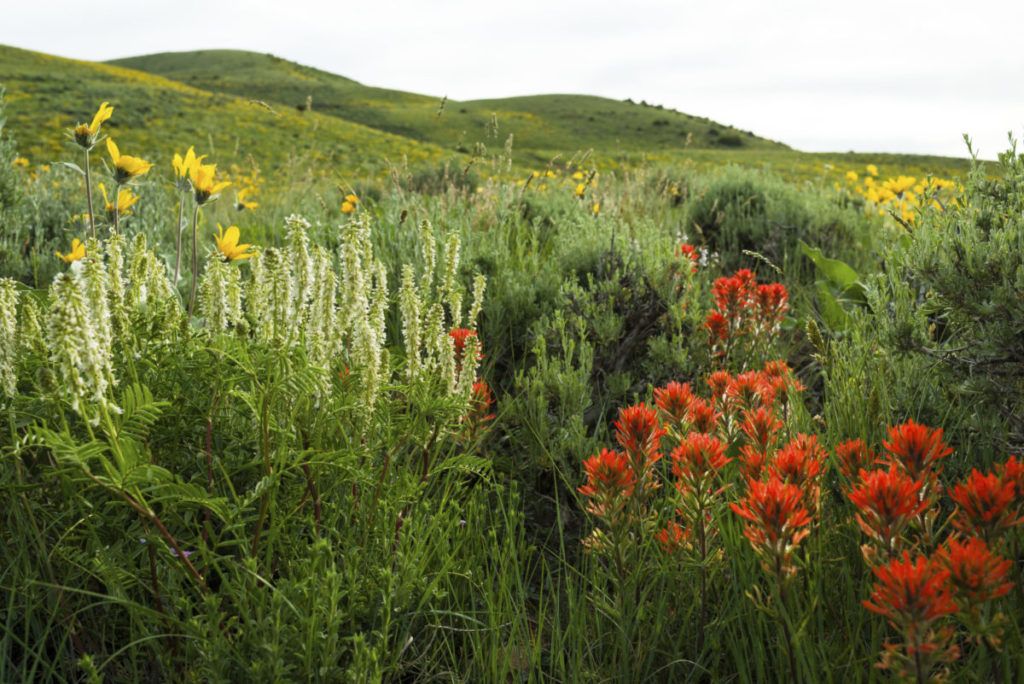 Mountain Meadow with Wildflowers