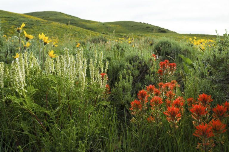 Mountain Meadow with Wildflowers