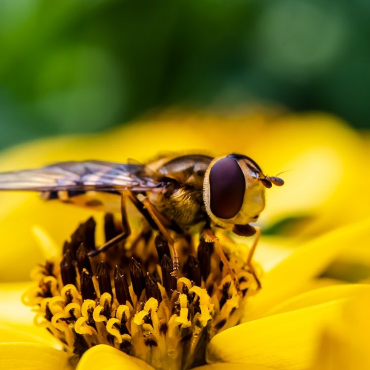 Health Benefits of Pollen Health Benefits of Pollen