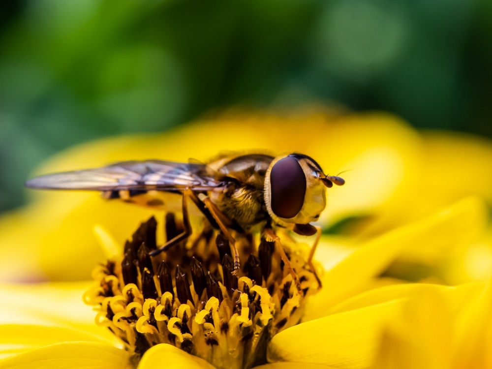 Health Benefits of Pollen