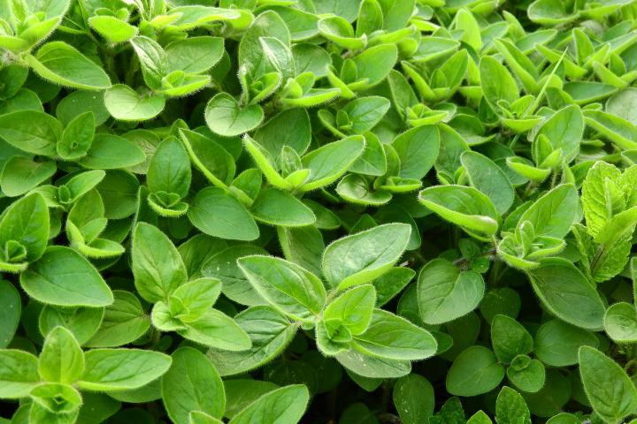 The Many Uses of Marjoram